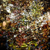 Surtsey - Fjörugrös